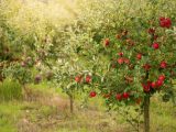 Jak dbać o jabłonie przez wszystkie pory roku: poradnik