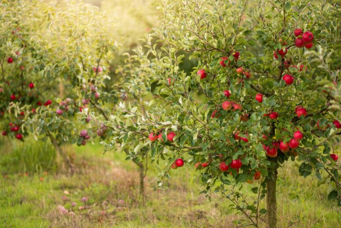 Jak dbać o jabłonie przez wszystkie pory roku: poradnik